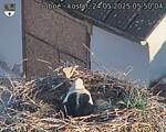 Capi_Dubne_20250524_055004.jpg