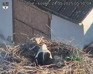 Capi_Dubne_20250524_055004.jpg (1350 x 1080)