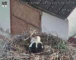 Capi_Dubne_20250524_060004.jpg