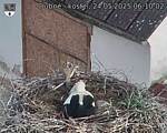 Capi_Dubne_20250524_061002.jpg