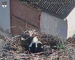 Capi_Dubne_20250524_061504.jpg