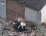 Capi_Dubne_20250524_062004.jpg