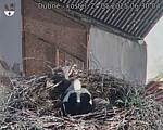 Capi_Dubne_20250524_063004.jpg