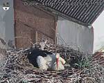 Capi_Dubne_20250524_063504.jpg