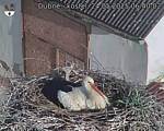 Capi_Dubne_20250524_064002.jpg