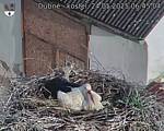 Capi_Dubne_20250524_064504.jpg