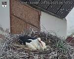 Capi_Dubne_20250524_065002.jpg