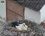 Capi_Dubne_20250524_065504.jpg