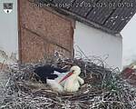 Capi_Dubne_20250524_070504.jpg