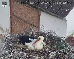 Capi_Dubne_20250524_070504.jpg (1350 x 1080)