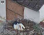 Capi_Dubne_20250524_071502.jpg