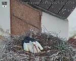 Capi_Dubne_20250524_072004.jpg