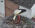 Capi_Dubne_20250524_072502.jpg