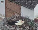 Capi_Dubne_20250524_073004.jpg