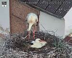Capi_Dubne_20250524_073504.jpg