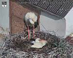 Capi_Dubne_20250524_074002.jpg