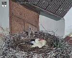 Capi_Dubne_20250524_075502.jpg
