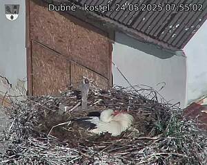 Capi_Dubne_20250524_075502.jpg (1350 x 1080)
