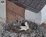 Capi_Dubne_20250524_080004.jpg