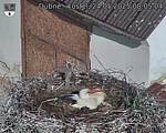 Capi_Dubne_20250524_080504.jpg