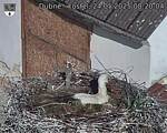 Capi_Dubne_20250524_082004.jpg