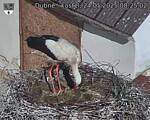 Capi_Dubne_20250524_082502.jpg