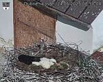 Capi_Dubne_20250524_085004.jpg