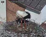 Capi_Dubne_20250524_092004.jpg