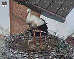 Capi_Dubne_20250524_092502.jpg