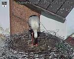 Capi_Dubne_20250524_093004.jpg