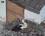 Capi_Dubne_20250524_095502.jpg