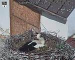 Capi_Dubne_20250524_100004.jpg
