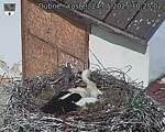 Capi_Dubne_20250524_102502.jpg