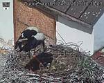 Capi_Dubne_20250524_103003.jpg