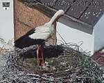 Capi_Dubne_20250524_103503.jpg