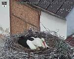 Capi_Dubne_20250524_104004.jpg