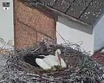 Capi_Dubne_20250524_104502.jpg