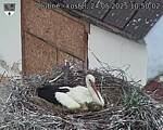 Capi_Dubne_20250524_105002.jpg
