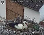 Capi_Dubne_20250524_110004.jpg