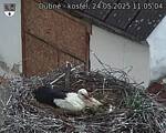 Capi_Dubne_20250524_110504.jpg