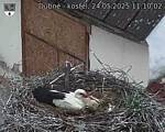 Capi_Dubne_20250524_111002.jpg