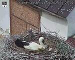 Capi_Dubne_20250524_112502.jpg