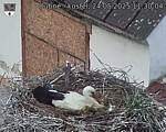 Capi_Dubne_20250524_113004.jpg