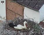 Capi_Dubne_20250524_114002.jpg