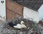 Capi_Dubne_20250524_115004.jpg