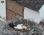 Capi_Dubne_20250524_120504.jpg