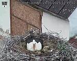 Capi_Dubne_20250524_124502.jpg