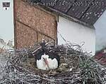 Capi_Dubne_20250524_125503.jpg