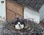 Capi_Dubne_20250524_130004.jpg