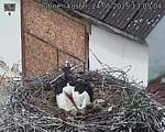 Capi_Dubne_20250524_130504.jpg